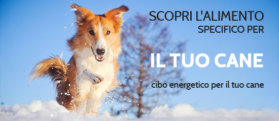 cibo per il tuo cane in inverno