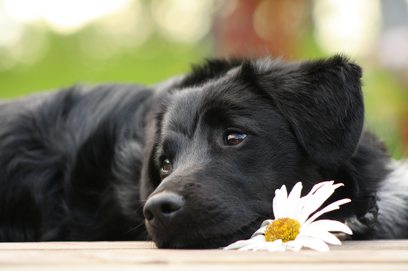 comportamenti-che-i-cani-odiano2