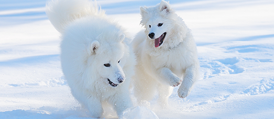 insidie della neve per i cani