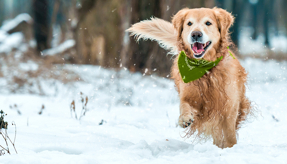 fabbisogni del cane in inverno