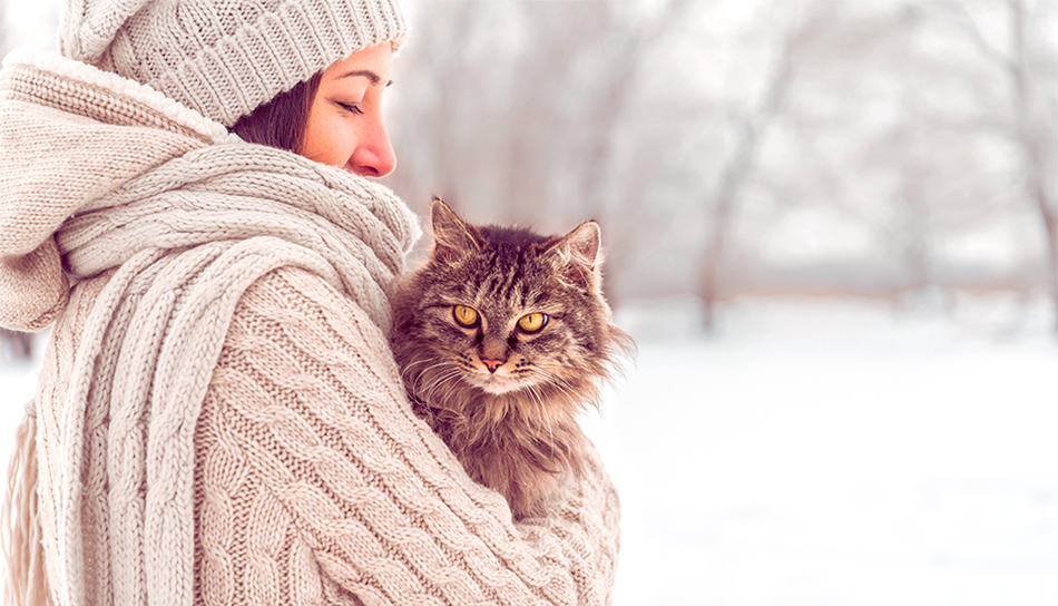 gatti in inverno