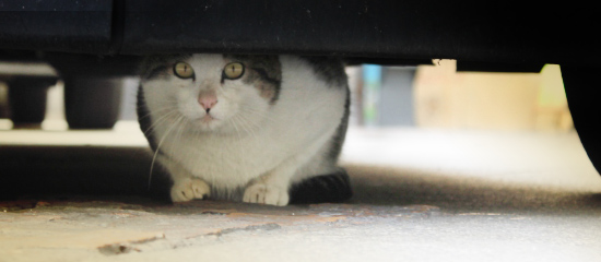 gatti nascosti sotto le auto