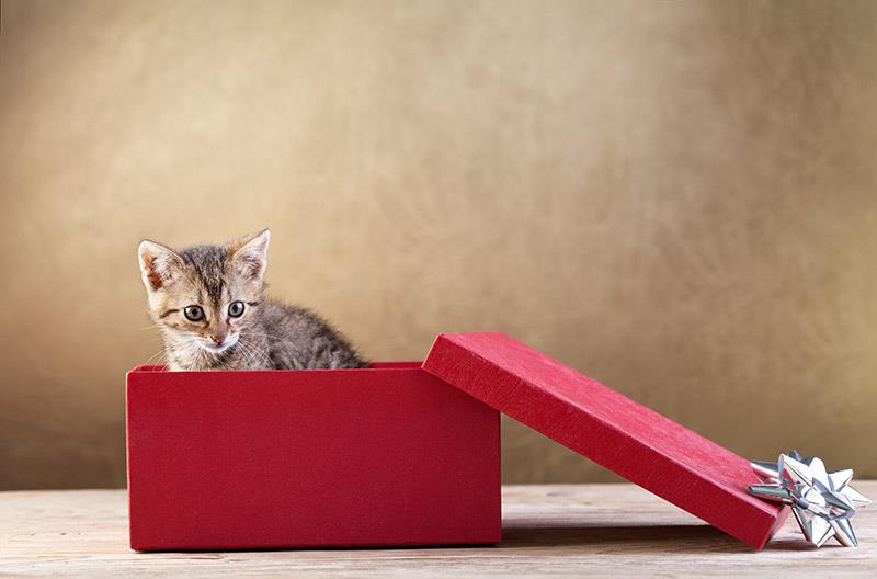 regalare un cucciolo o un gattino per Natale