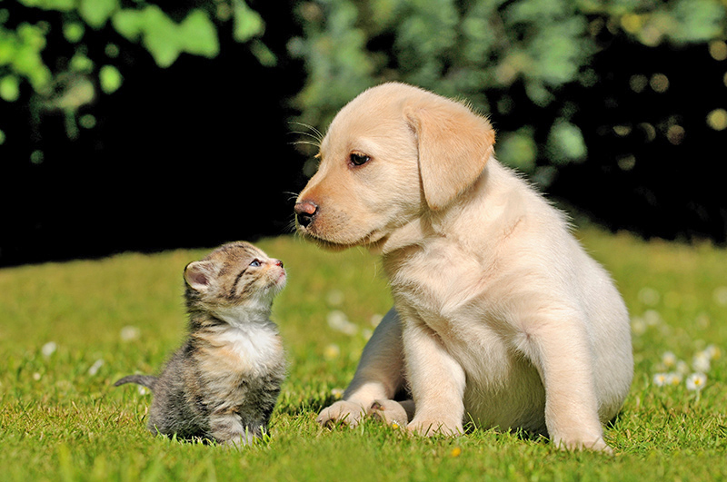 adottare un cucciolo