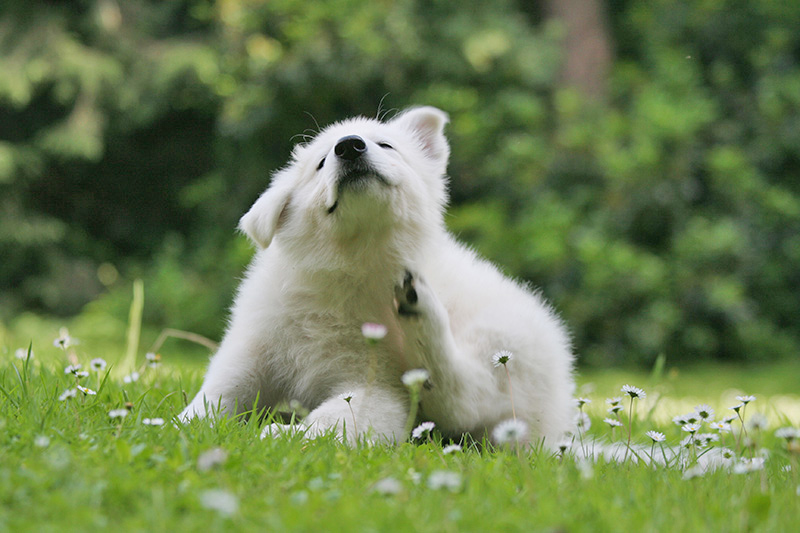 primavera-trainer-cane-gratta