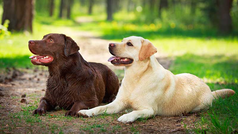 cani e gatti in calore