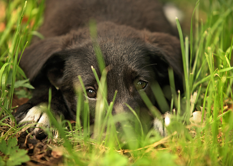 cane-piante