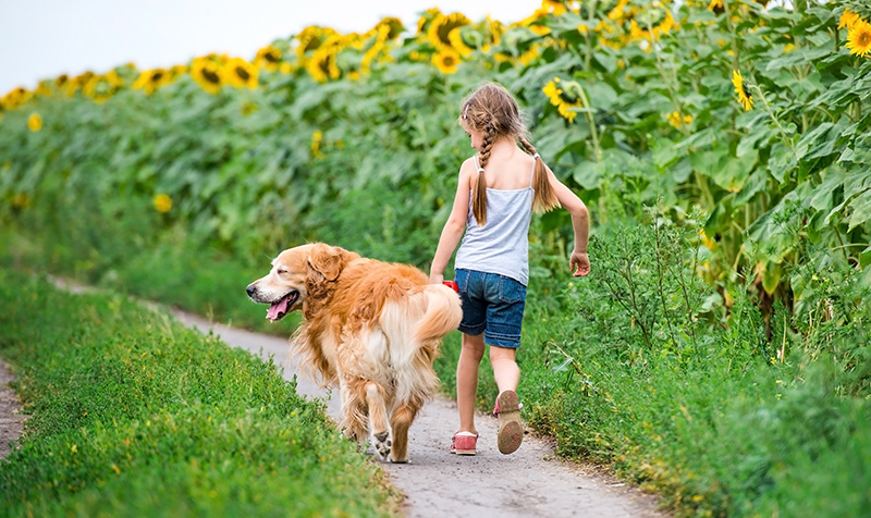 giochi cane