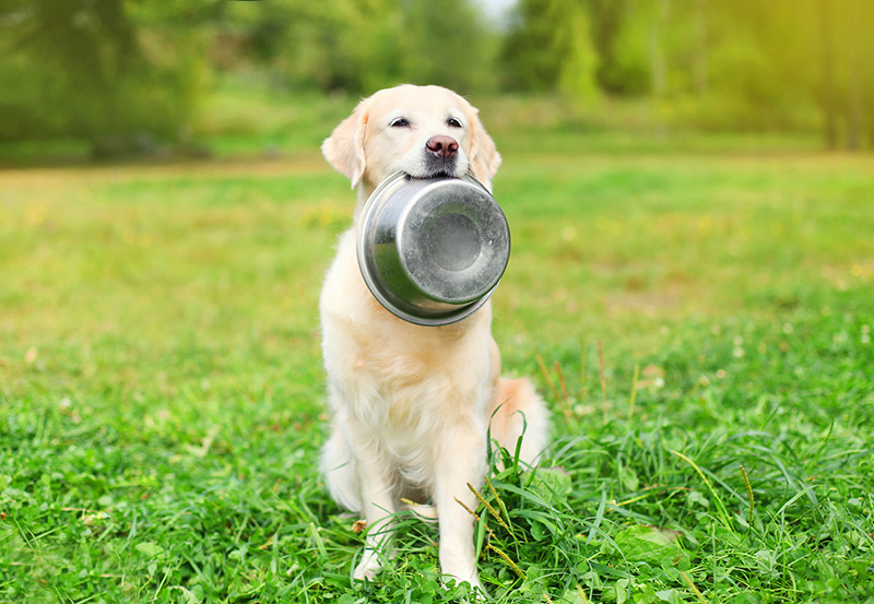 alimentazione-estiva-cane