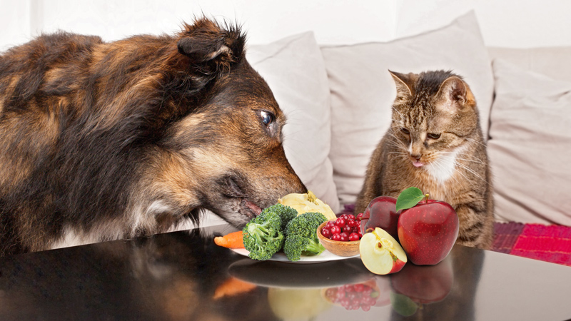 alimentazione-per-cani-e-gatti_-giornata-mondiale-dellalimentazione