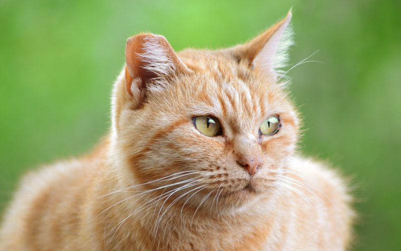 gatto-rosso-oasi-felina-di-castellanza