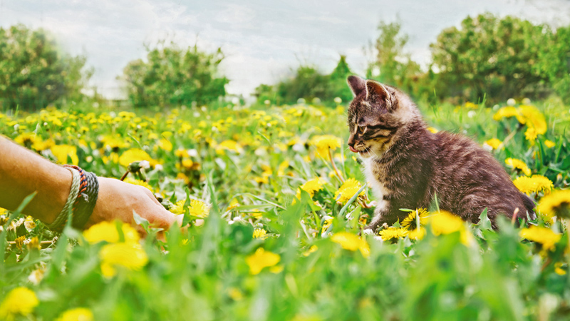 gatto-scomparso-avvicinalo-con-il-cibo