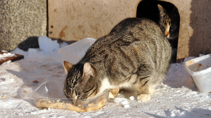 gatto-cibo-neve-aiutare