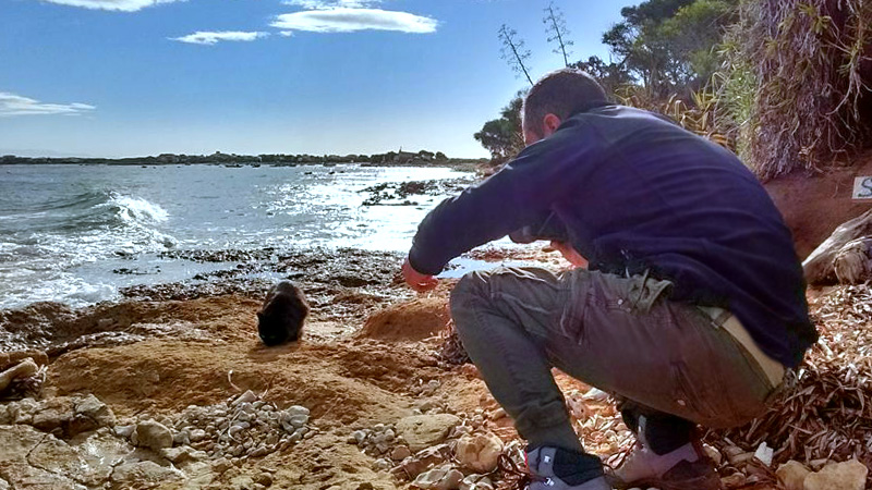 spiaggia-gatto-su-pallosu