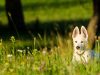 Forasacco: un pericolo per i nostri cani!